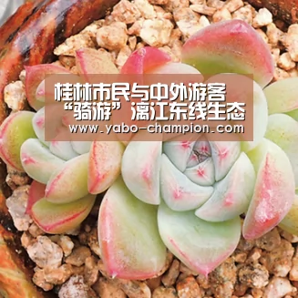 桂林市民与中外游客“骑游”漓江东线生态示范带_亚博游戏(图2) 亚博平台